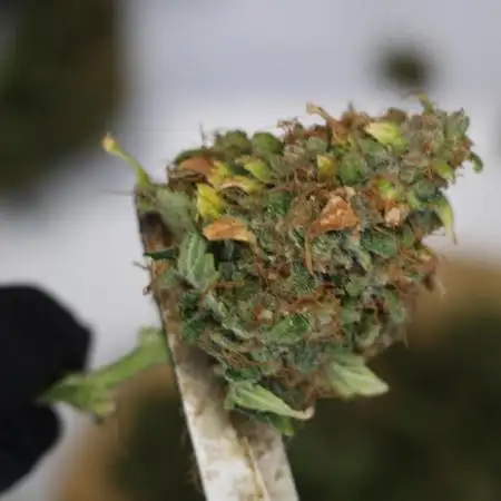 Critical orange punch auto