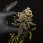 Kings Kush Auto