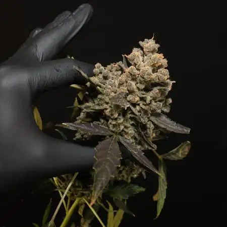 Kings Kush Auto