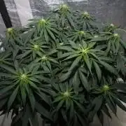 Kees Old School Haze Regular
