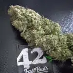 Apricot Auto