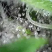 ️ Killer... FF, not detected