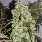 Pineapple Express Auto