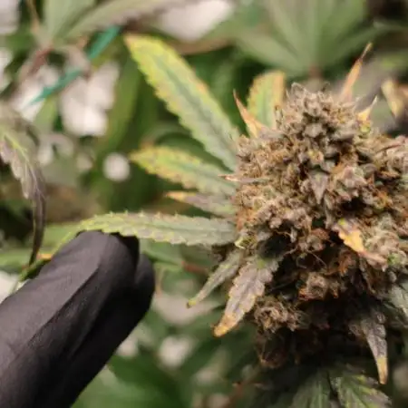 West Coast OG X Gelato 41 auto