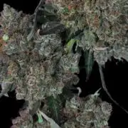 West Coast OG X Gelato 41 auto