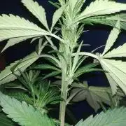 Samurai Purple Punch Auto