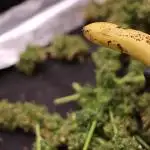 Banana blaze