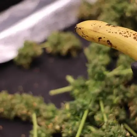 Banana blaze