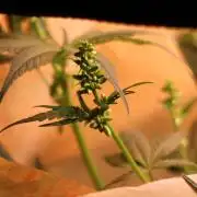 Durban Poison Regular