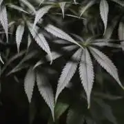 Kees Old School Haze Regular