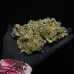 Deep Forest Super Auto
