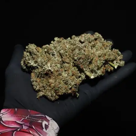 Deep Forest Super Auto