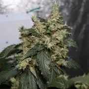 Kees Old School Haze Regular