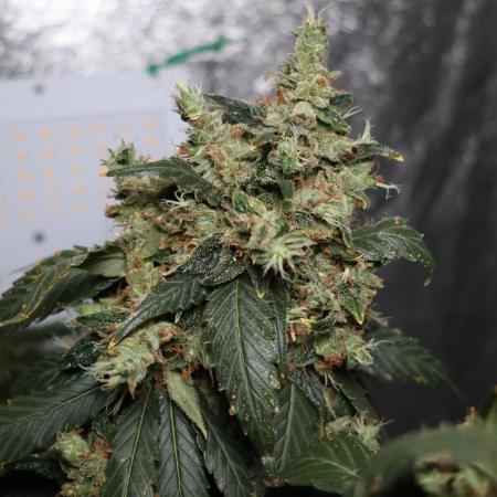 Kees Old School Haze Regular