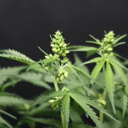 Kees Old School Haze Regular