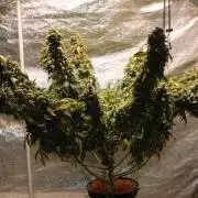 Kees Old School Haze