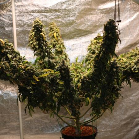 Kees Old School Haze