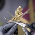 Purple punch gelato auto