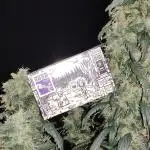 Kees Old School Haze
