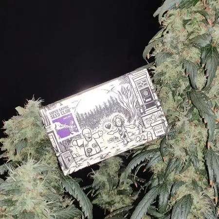Kees Old School Haze