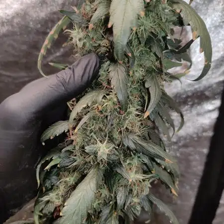Kees Old School Haze