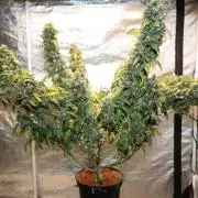 Kees Old School Haze