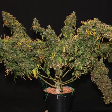 Kees Old School Haze