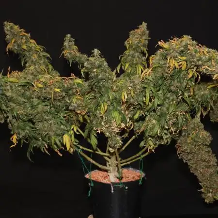 Kees Old School Haze