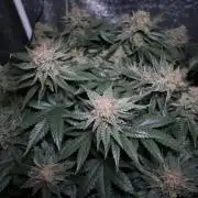 Diesel Fast F1 BX Regular