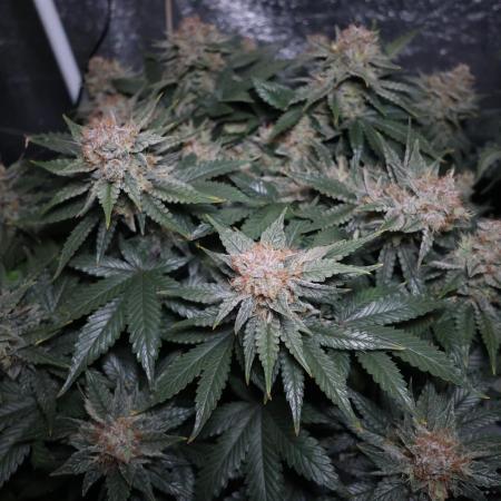 Diesel Fast F1 BX Regular