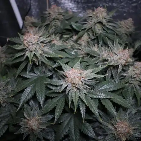 Diesel Fast F1 BX Regular