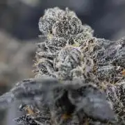 Menthol Runtz