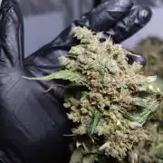 Kees Old School Haze Regular