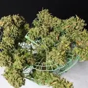 Kees Old School Haze Regular
