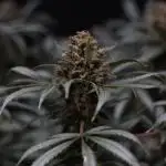 Diesel Fast F1 BX Regular