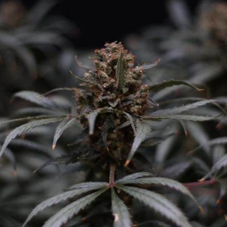 Diesel Fast F1 BX Regular