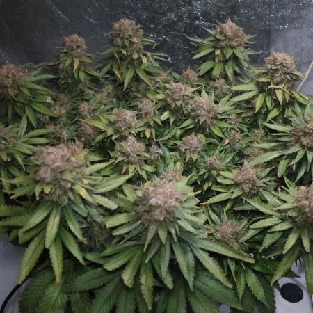 Diesel Fast F1 BX Regular