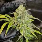 Colorado Cookies auto