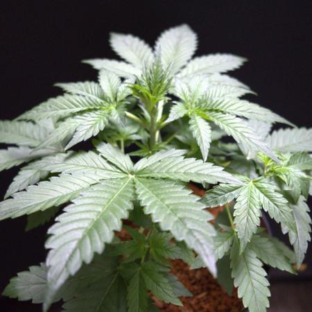 West Coast OG X Gelato 41 auto