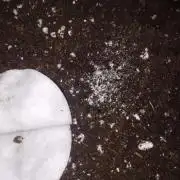 Gangster... Amnesia Zkittlez Auto