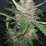 Samurai Purple Punch Auto