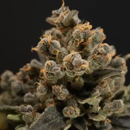 Kings Kush Auto