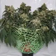 Kees Old School Haze Regular