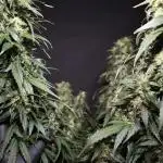 Deep Forest Super Auto