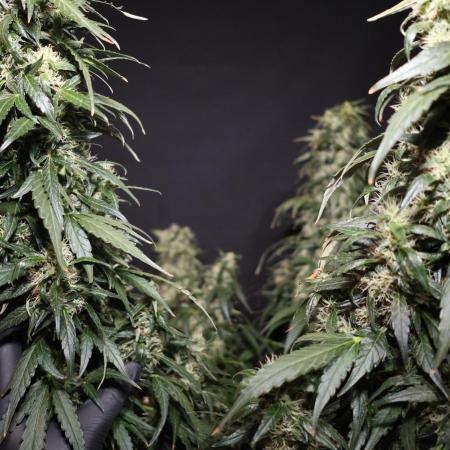 Deep Forest Super Auto