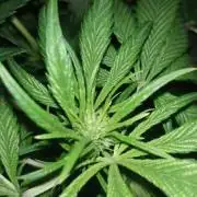 ️ Ghost... Purple Punch Auto