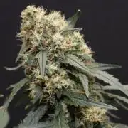 Grandmommy Purple