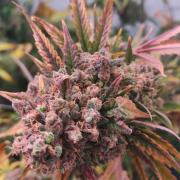 Pineapple Express Auto