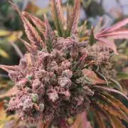 Pineapple Express Auto