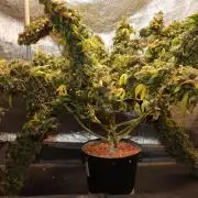 Kees Old School Haze